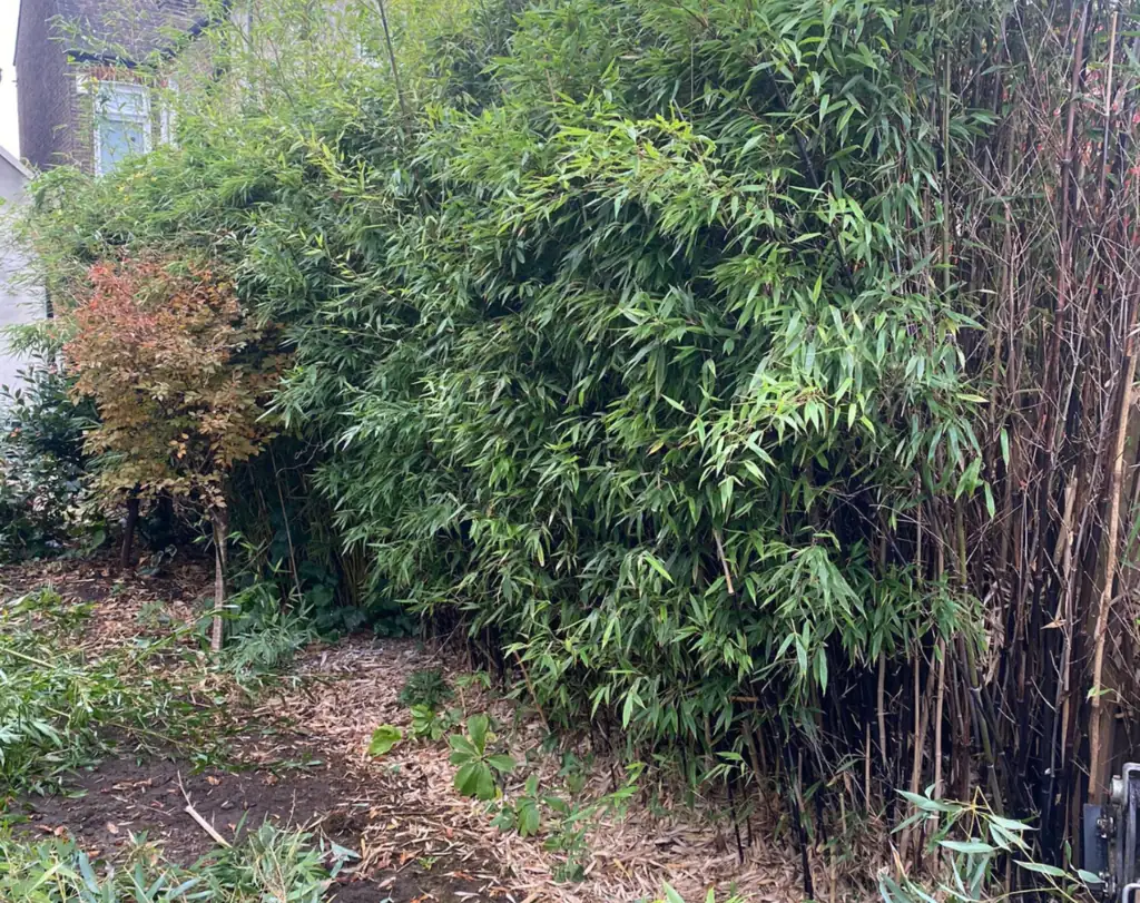 Dense bamboo before removal