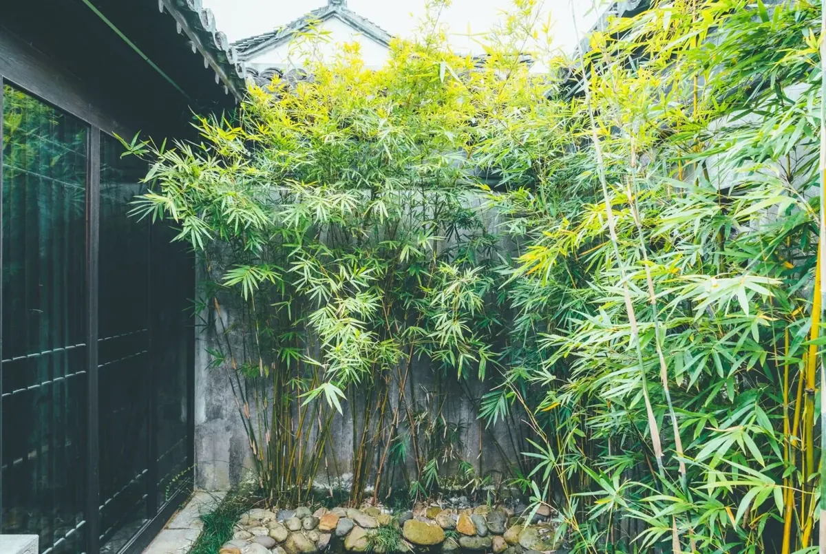 Tall bamboo filling a small courtyard garden beside a house wall