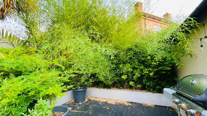 Dense bamboo growing along the edge of a garden patio