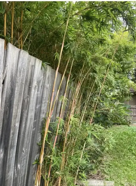 Bamboo before removal, job photo 2