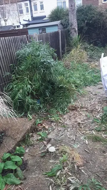 Bamboo clearance in progress, job photo 1