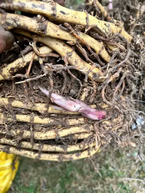 A bamboo rhizome system dug out of a garden