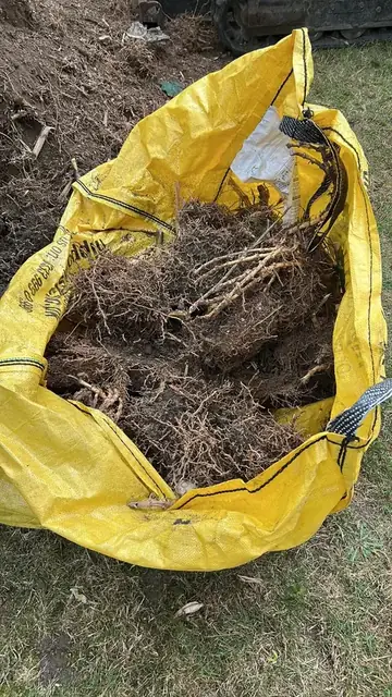 Bamboo rhizome system dug out of a garden