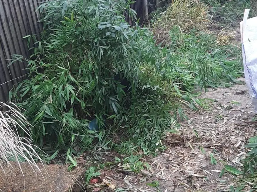A mature bamboo clump growing against a close board fence, with debris across the paving